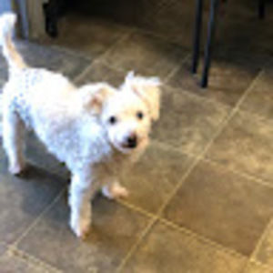 Meet your Posher, Dawn